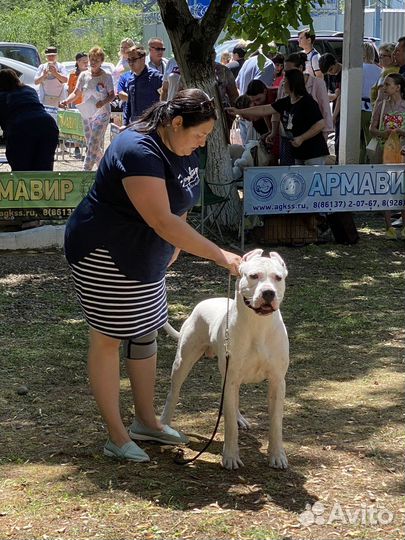 Вязка Аргентинский Дог