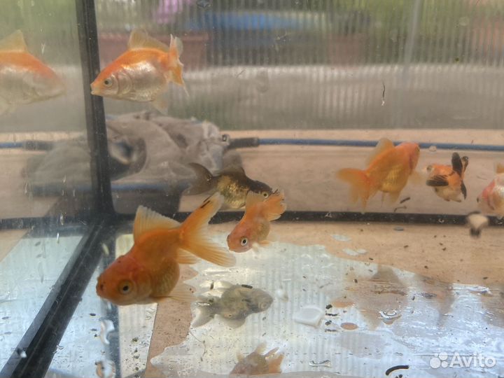 Золотые рыбки оранды