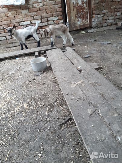 Козы альпийские