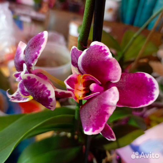 Орхидеи фаленопсис, разные