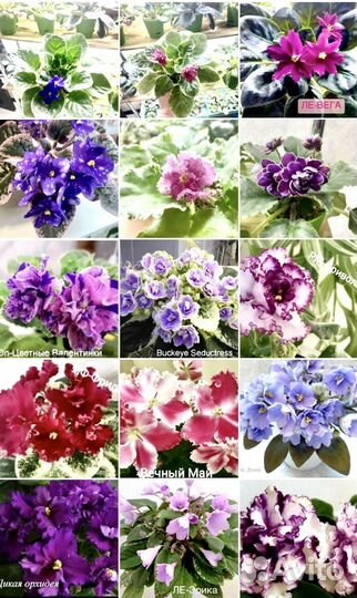 Фиалки почтой, черенки