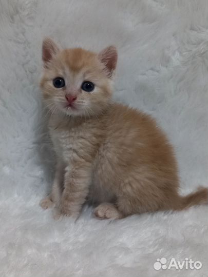 Котёнок рыжий