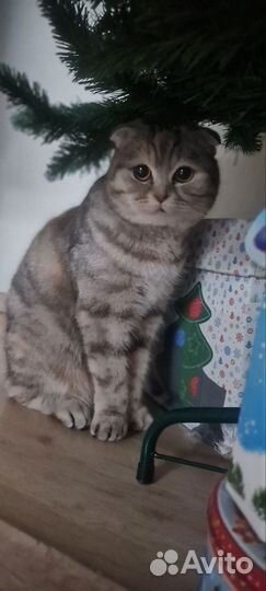 Шотландская вислоухая кошка