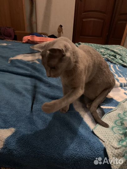 Кошка русская голубая
