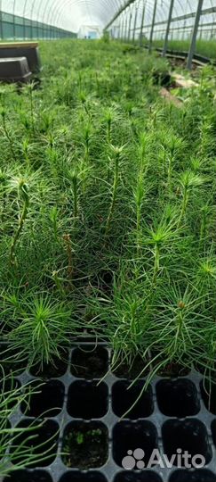 Саженцы сосны зкс оптом