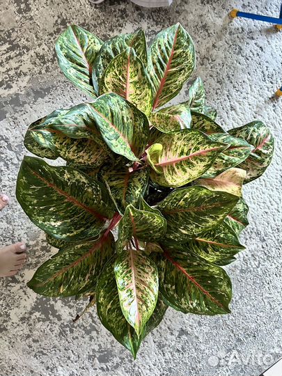 Новинка Аглаонема карнавал