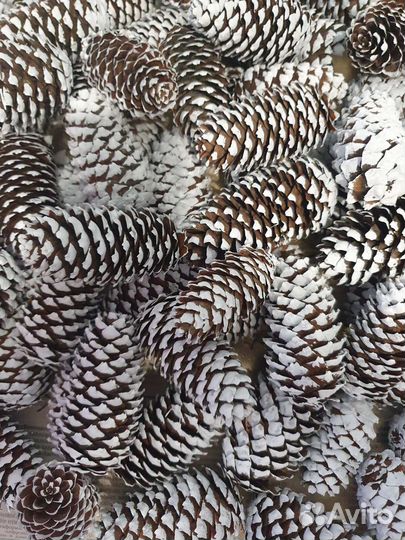 Шишки еловые покрашенные и не крашенные