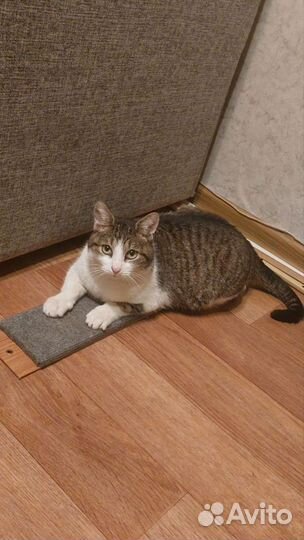 Кошка ищет дом