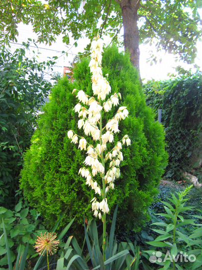 Юкка нитчатая