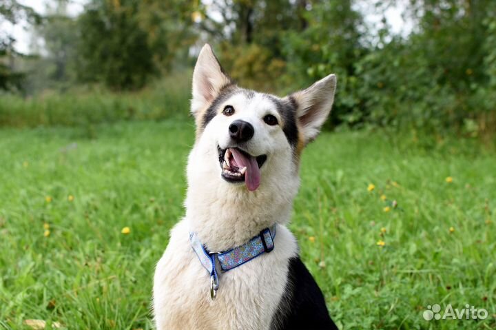 Ошейники, шлейки, поводки, амуниция для собак