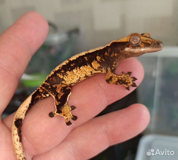 Реснитчатые бананоеды самки, самцы