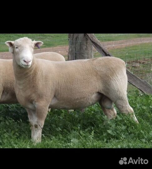 Семя баранов Австралия