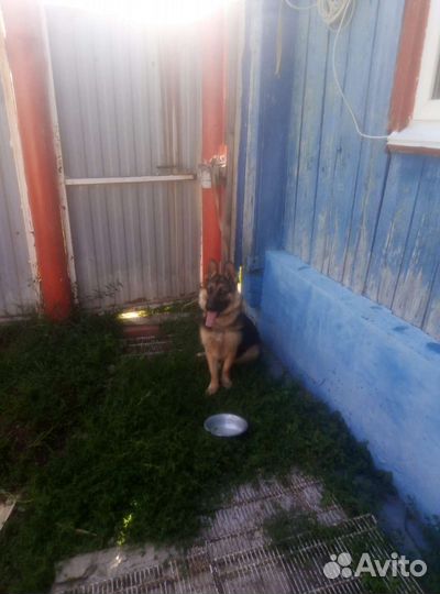 Немецкая овчарка