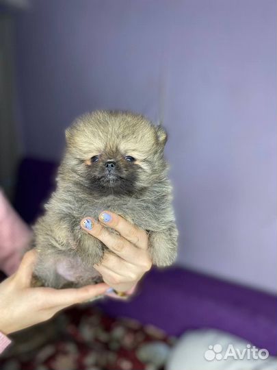 Немецкий шпиц