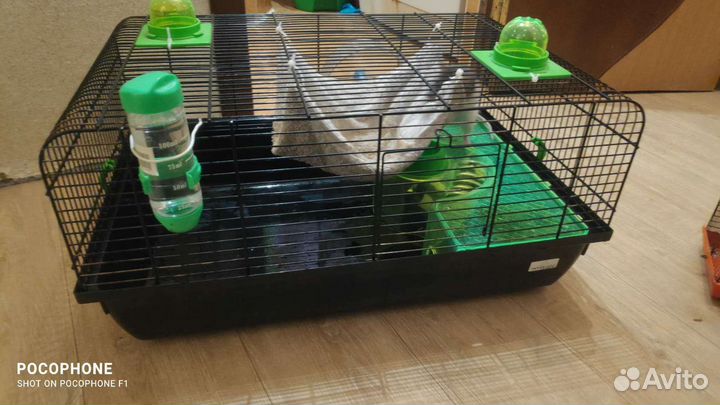 Крыса с клеткой