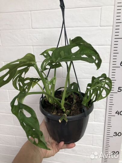 Монстера Манки маск и Адансони