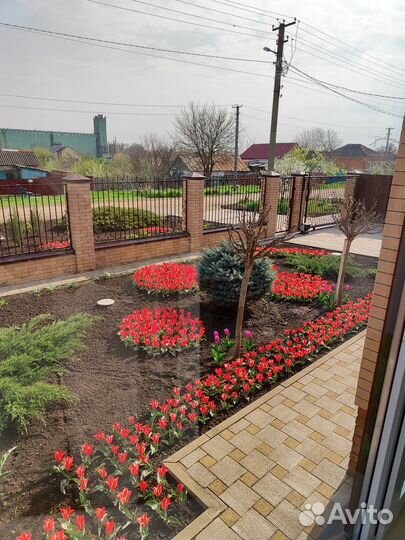 Бордюрные низкорослые тюльпаны