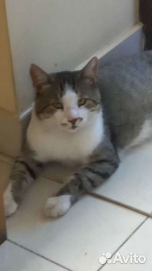 Кошка кот, который снимался в кино бесплатно