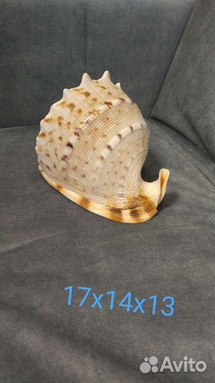 Ракушка морская большая