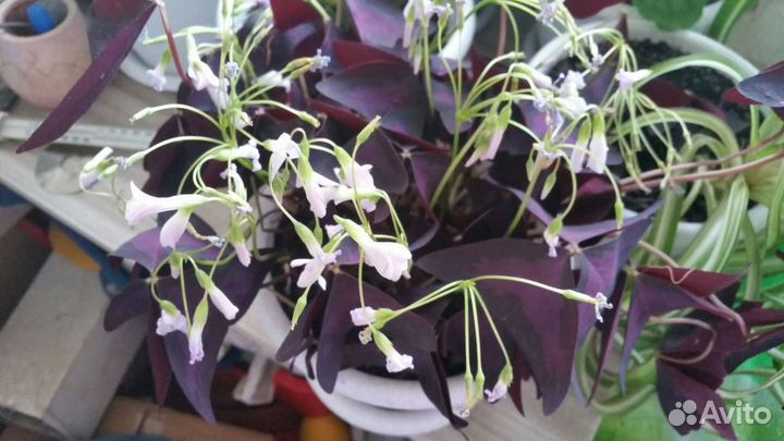 Кислица оксалис