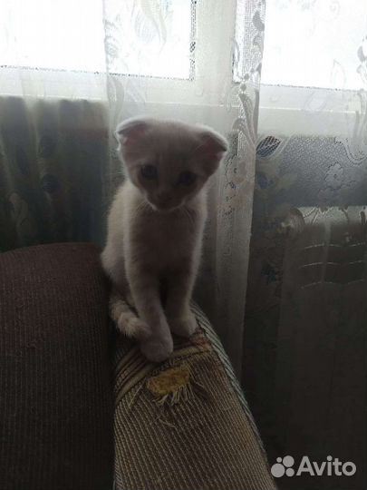 Британские котята