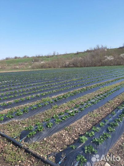 Сборщик клубники