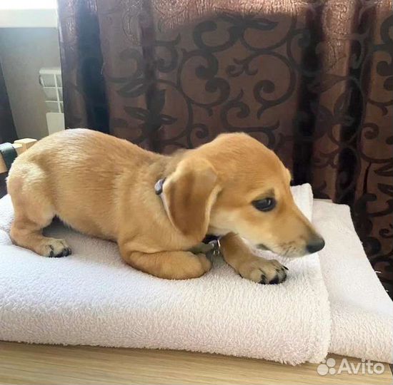 Щенок от небольшой собачки