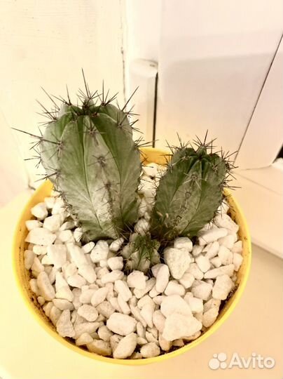 Кактусы и суккуленты