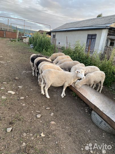 Овцы бараны