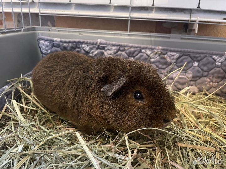 Морская свинка тедди