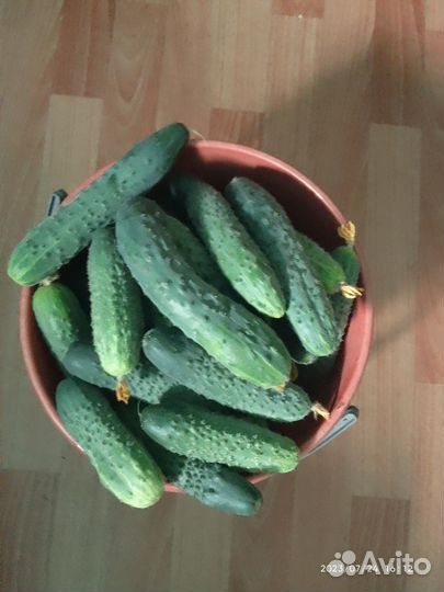 Продам огурцы домашние