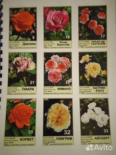 Саженцы роз