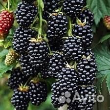 Саженцы Ежевика