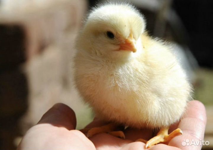 Цыплята Бройлер Кобб 500