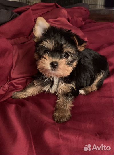 Йоркширский терьер мини
