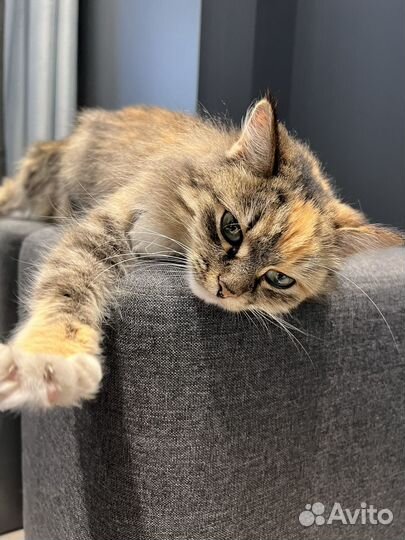 Молодая кошечка