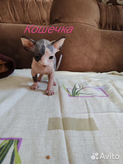 Канадский сфинкс котята
