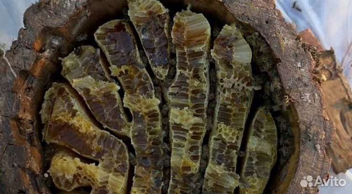 Колода (борть) для пчёл