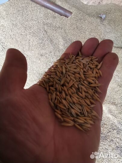 Продам зерно овёс и ячмень