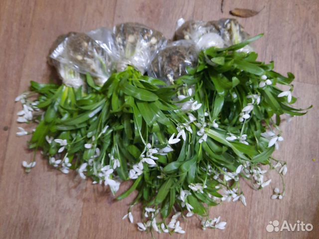 Подснежники луковицы купить в Москве | Товары для дома и дачи | Авито