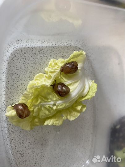 Улитки ахатины бесплатно