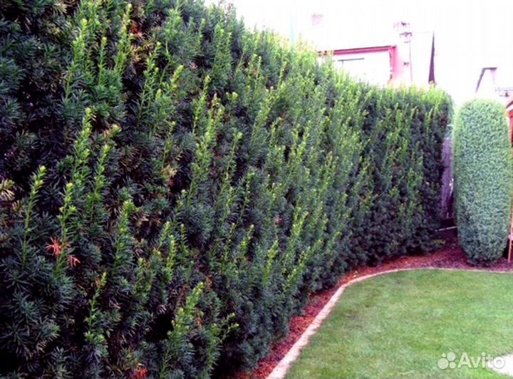 Семена тиса и кедрового стланика