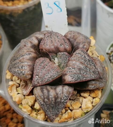 Редкие суккуленты / хавортия V2