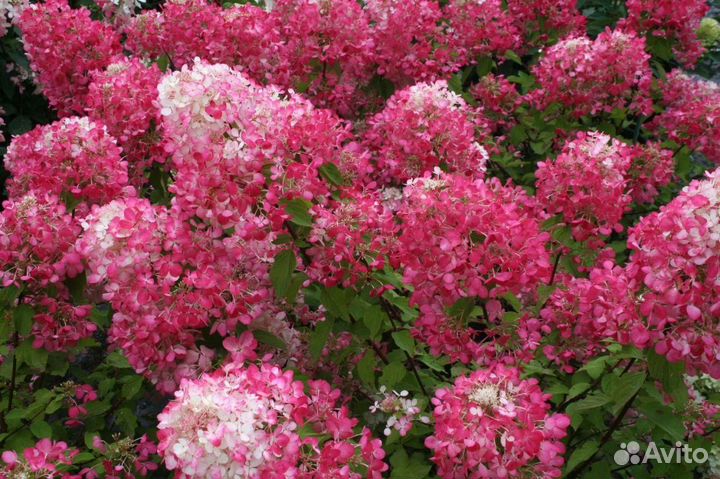 Гортензия метельчатая Полестар, шугараш,Ванила,др