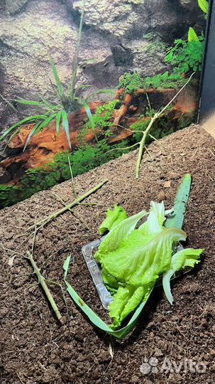 Анамские палочники