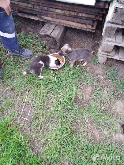 Охотничьи собаки щенки