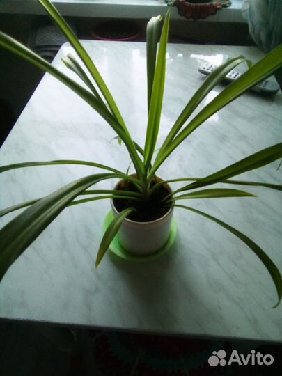 Хлорофитум