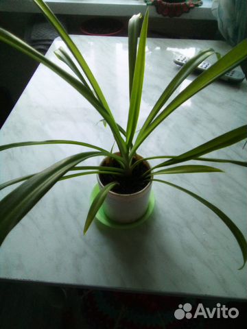 Хлорофитум