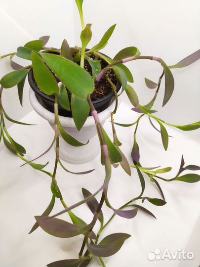 Традесканция