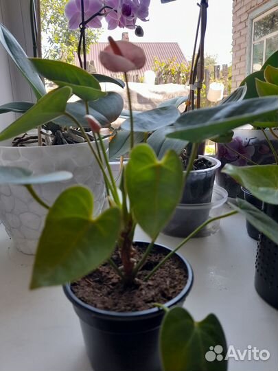 Антуриум mini